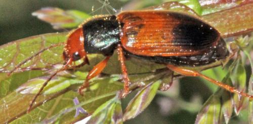 Réf. 323 713 : Diachromus germanus